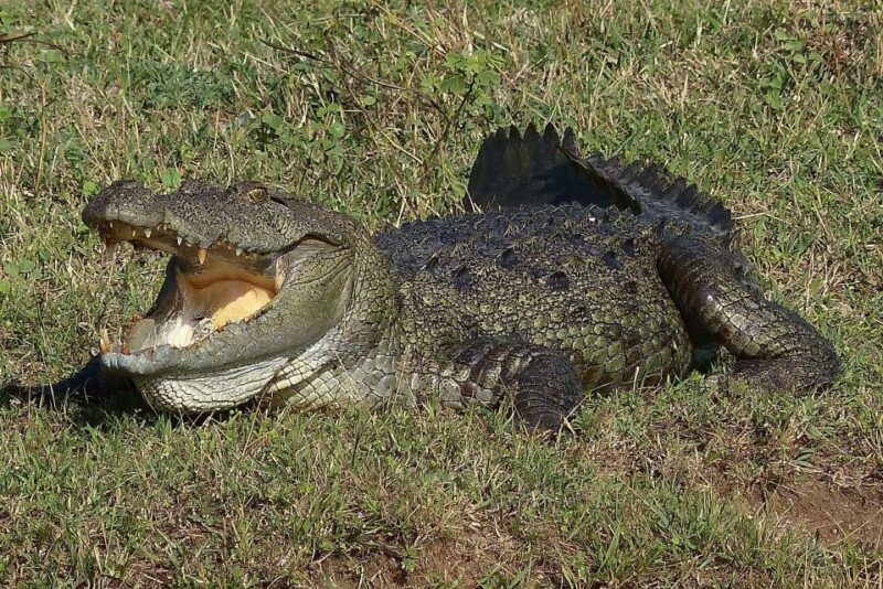 From Negombo: Yala National Park Leopard Safari Day Trip - Participant Guidelines
