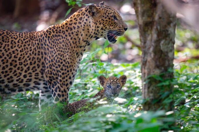 From Negombo: Yala National Park Leopard Safari Day Trip - Cancellation Policy