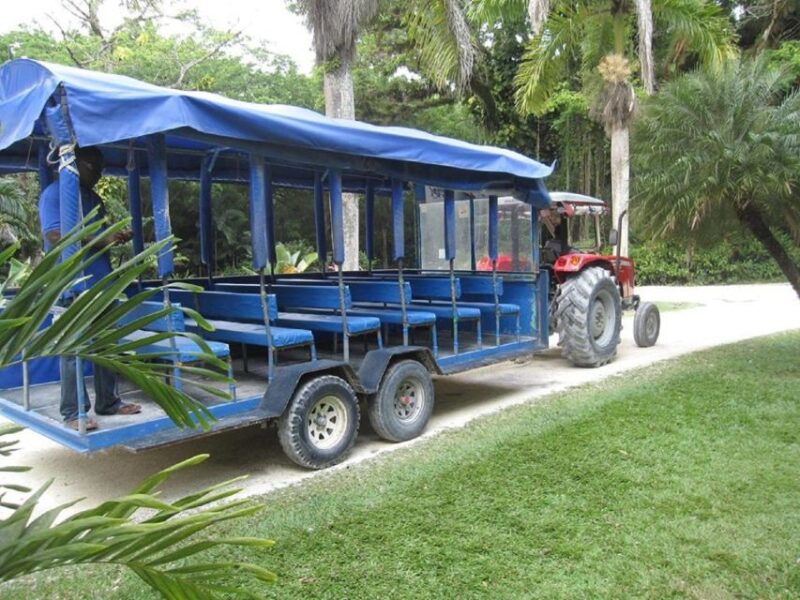 From Negril: YS Falls and the Pelican Bar - Tour Inclusions