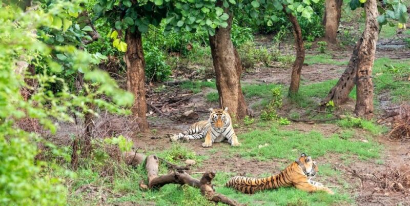 From New Delhi: 3-Day Sariska Tiger Reserve Private Tour - Key Points
