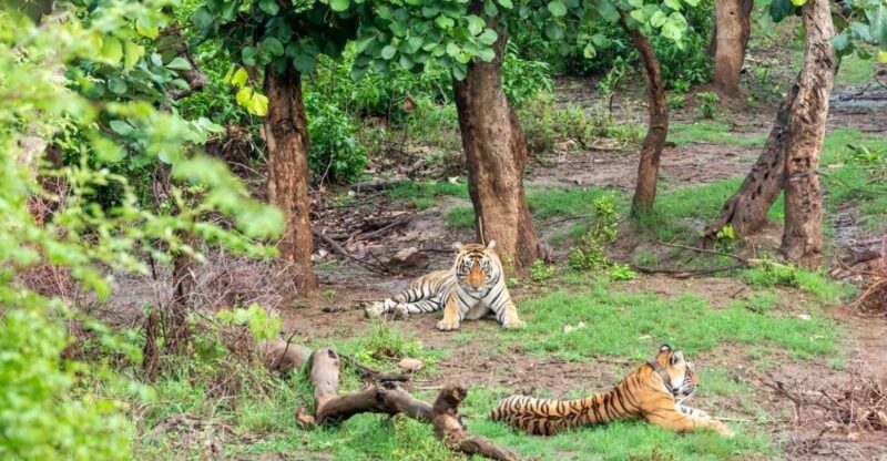 From New Delhi: 3-Day Sariska Tiger Reserve Private Tour - Itinerary Highlights
