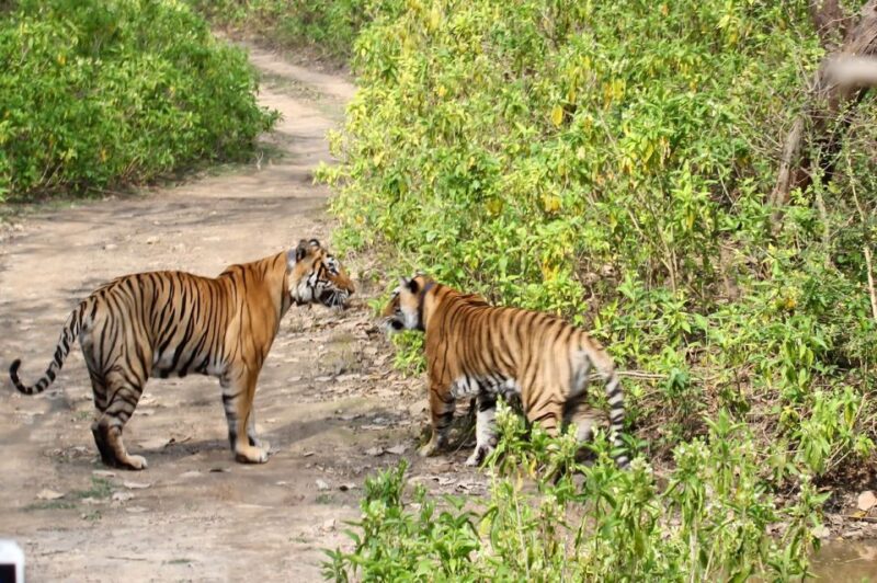 From New Delhi: 3-Day Sariska Tiger Reserve Private Tour - Transportation and Accommodation