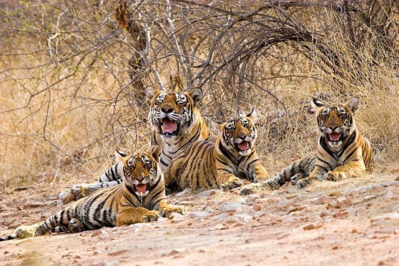 From New Delhi: 5-Day Golden Triangle Trip With Ranthambore - Itinerary Highlights