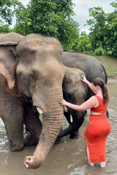 From New Delhi: Elephant SOS & Taj Mahal Sunrise Tour - Flexible Booking Options