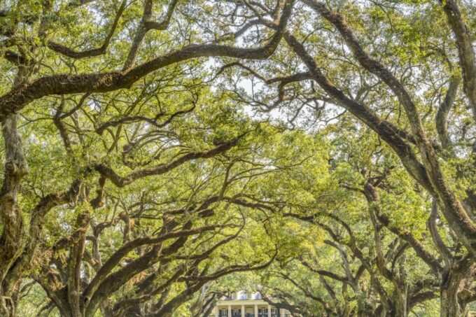 From New Orleans: Oak Alley Plantation Tour - What to Expect