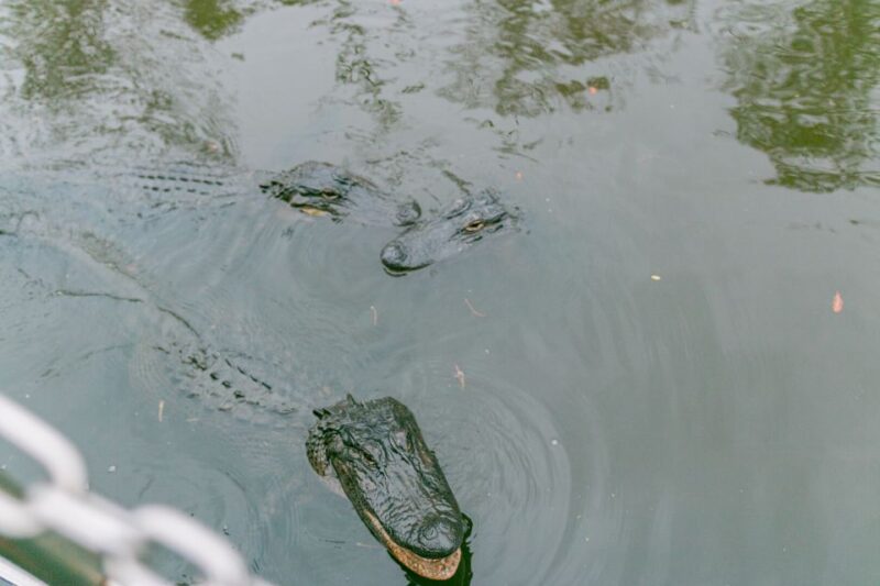 From New Orleans: Swamp Airboat, 2 Plantation Tours & Lunch - Itinerary Highlights