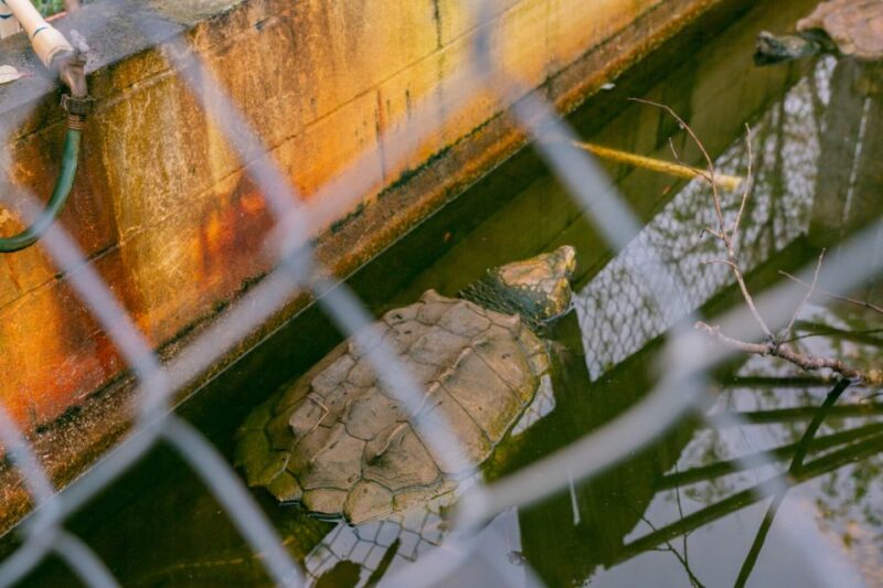 From New Orleans: Swamp Airboat, 2 Plantation Tours & Lunch - Cancellation Policy