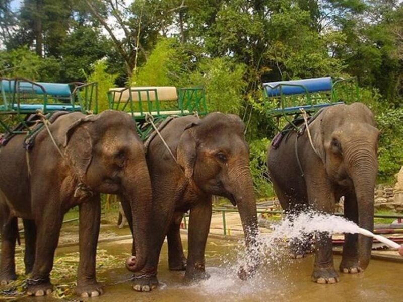 From Nha Trang: 1 Day Dalat Tour - Key Points