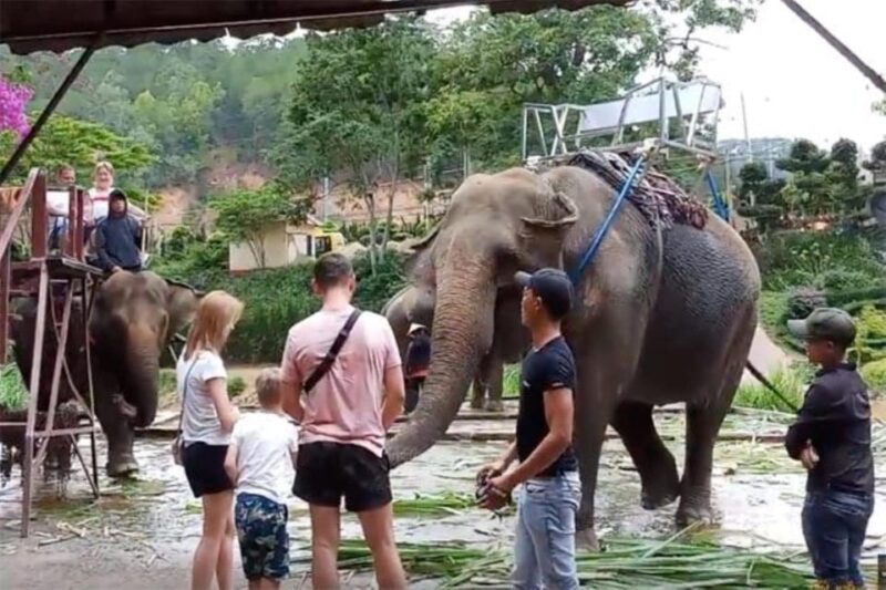 From Nha Trang: 1 Day Dalat Tour - Activities and Experiences