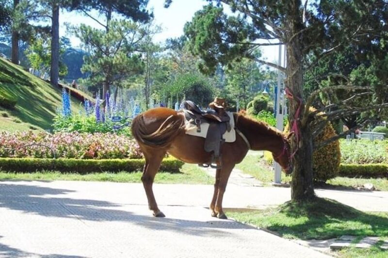 From Nha Trang: Day Trip to Dalat With Lunch - Savor Included Lunch
