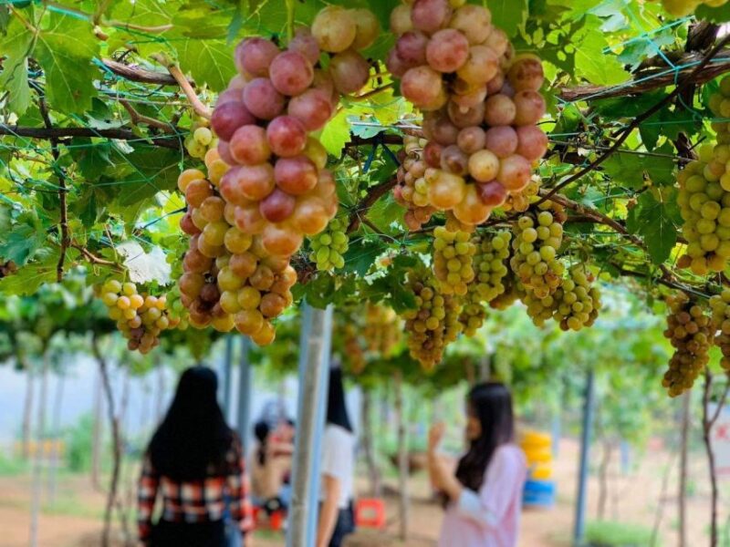 From Nha Trang: Discover Phan Rang Scenic Trip & Vinh Hy Bay - Key Points