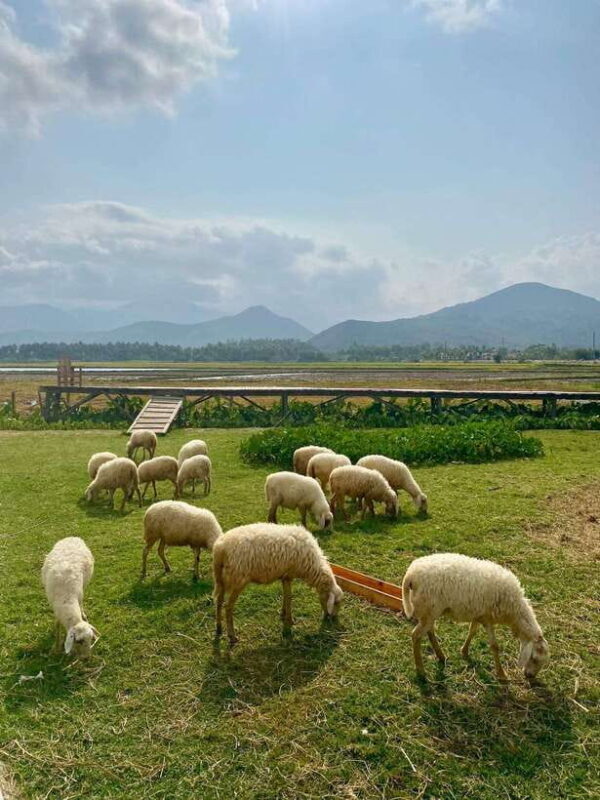 From Nha Trang: Phan Rang Tanyoli Sand Dunes Day Trip - Exploring Ninh Thuan Cham Tower