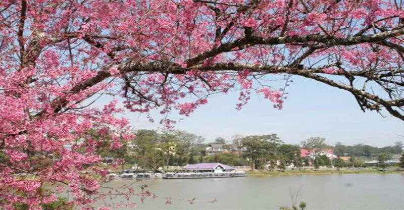 From Nha Trang: Top Site Luxury Da Lat City Trip - Key Points