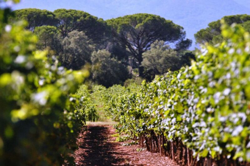 From Nice: Antibes & St Paul De Vence Tour With Wine Tasting - Just The Basics
