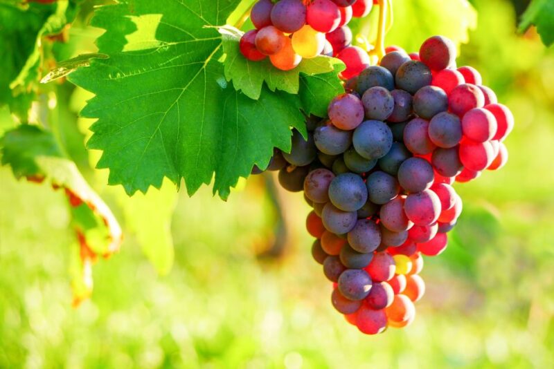 From Nice: Antibes & St Paul De Vence Tour With Wine Tasting - Booking and Payment