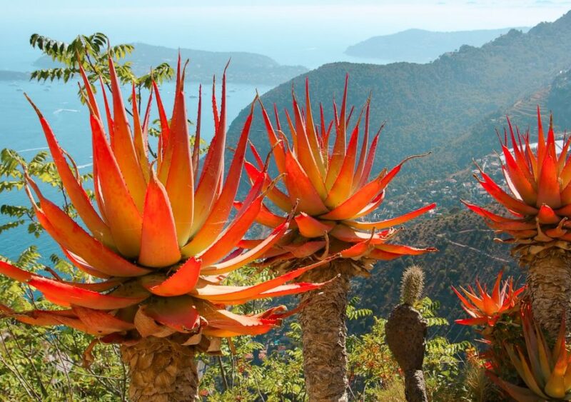 From Nice: Eze, Monaco, and Monte Carlo Half-Day Trip - Itinerary Highlights