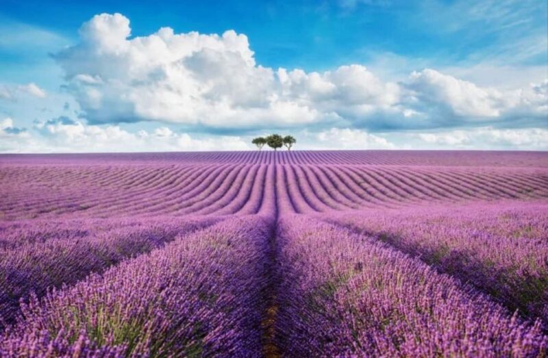 From Nice: Lavender Fields & Verdon Gorge Guided Day Tour - Key Points