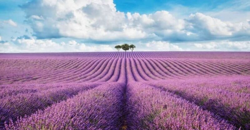 From Nice: Lavender Fields & Verdon Gorge Guided Day Tour - Itinerary Highlights