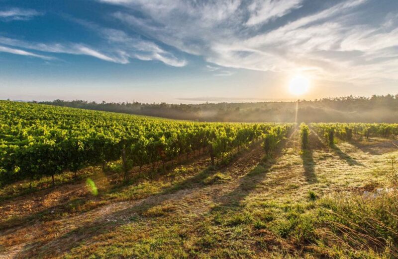 From Nice: Private Bellet Wine Tasting Day Trip - Key Points