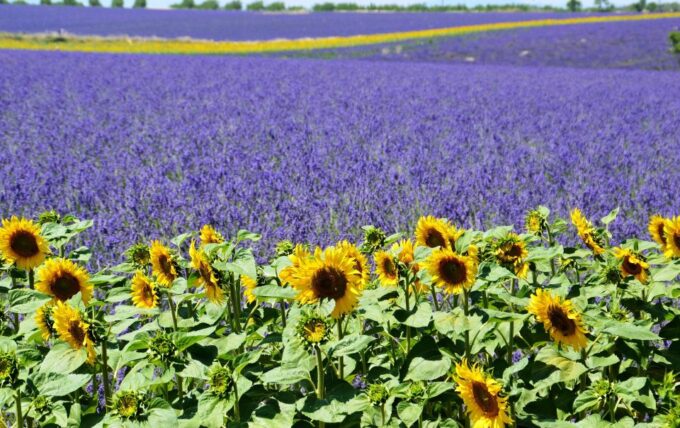 From Nice: Verdon Gorge Full-Day Tour - Booking and Important Information