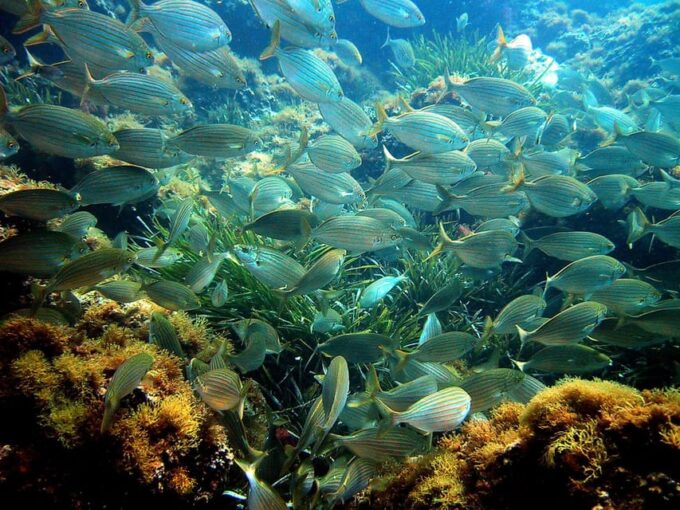 From Nice: Villefranche Bay Swimming & Snorkeling Boat Tour - Safety Precautions