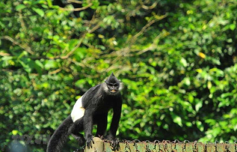 From Ninh Binh: Cuc Phuong National Park Day Trip With Lunch - Key Points