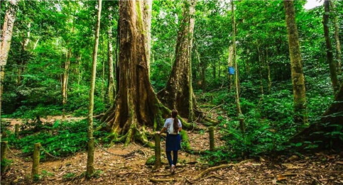 From Ninh Binh: Cuc Phuong National Park Day Trip With Lunch - Trekking to the Thousand-Year-Old Tree