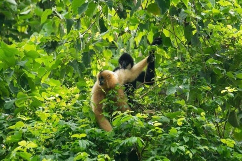 From Ninh Binh Cuc Phuong National Park Group Day Tour - Endangered Primate Rescue Center