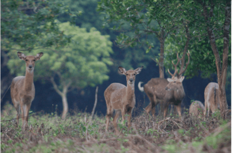 From Ninh Binh: Full Day Discover Cuc Phuong National Park - Itinerary