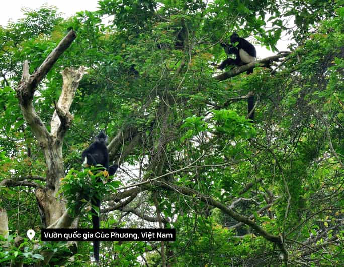 From Ninh Binh: Full Day Discover Cuc Phuong National Park - Inclusions
