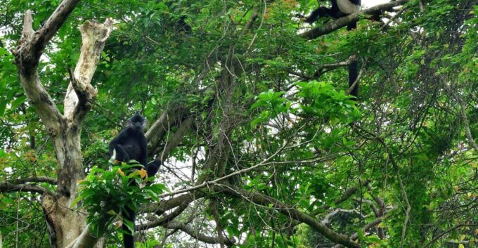 From Ninh Binh: Full Day Discover Cuc Phuong National Park - Endangered Primate Rescue Center