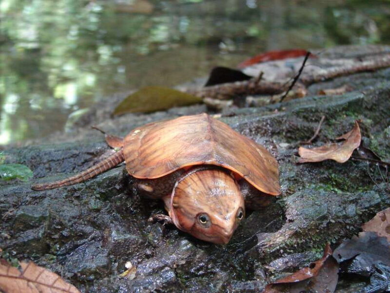 From Ninh Binh Small Group Discover Cuc Phuong National Park - Recommendations