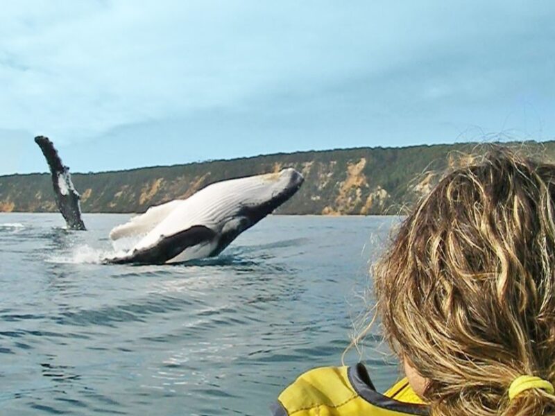 From Noosa: Dolphin Sea Kayaking and Beach 4X4 Tour - Highlights of the Tour