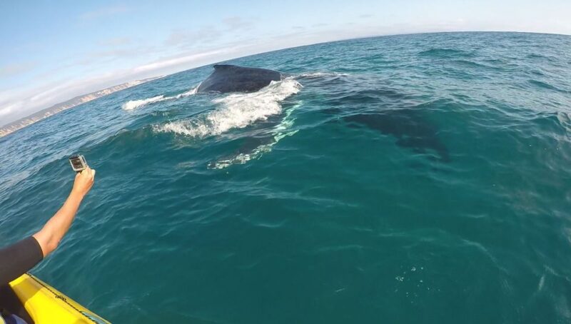 From Noosa: Dolphin Sea Kayaking and Beach 4X4 Tour - Kayaking Experience