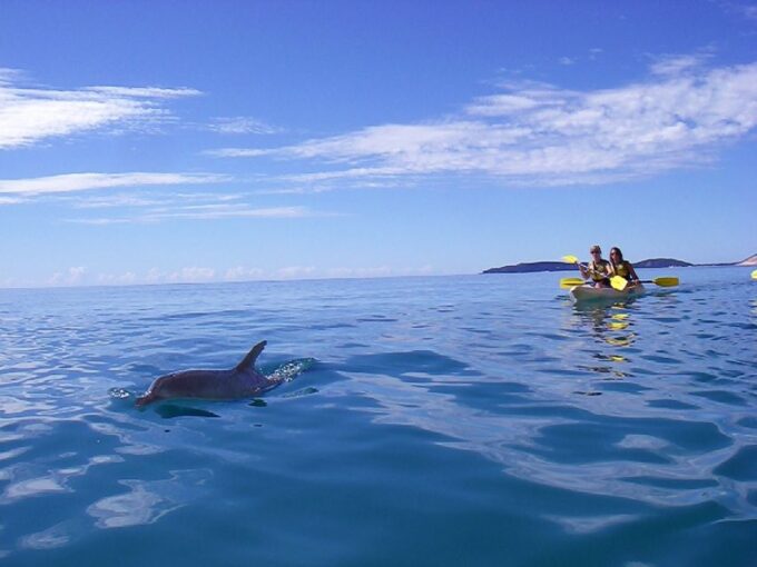 From Noosa: Dolphin Sea Kayaking and Beach 4X4 Tour - Inclusions and Exclusions