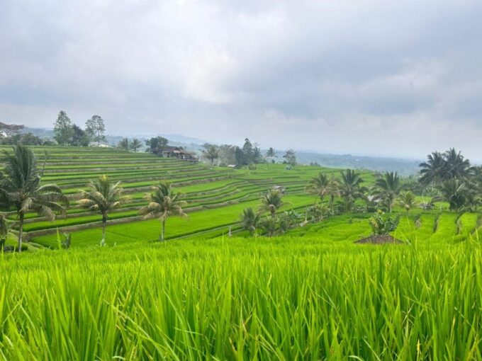 From North Bali: Tanah Lot, Sangeh Forest & Ulun Danu Temple - Pickup and Accessibility