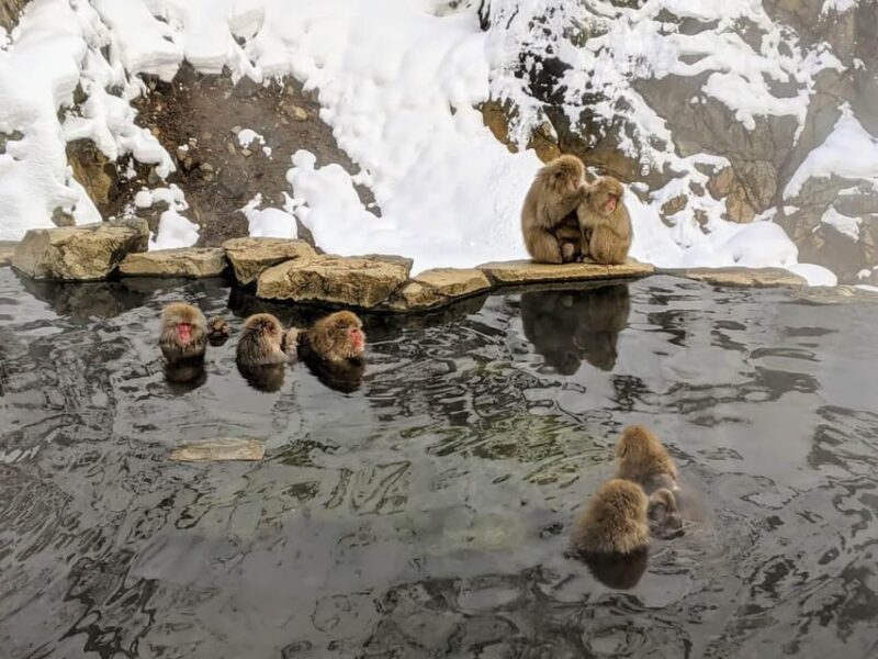 From Nozawa Onsen: Snow Monkeys and Zenko-ji Day Trip & Sake - Key Points