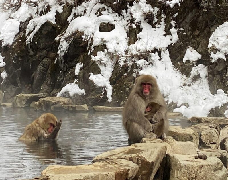 From Nozawa Onsen: Snow Monkeys and Zenko-ji Day Trip & Sake - Tour Inclusions and Highlights