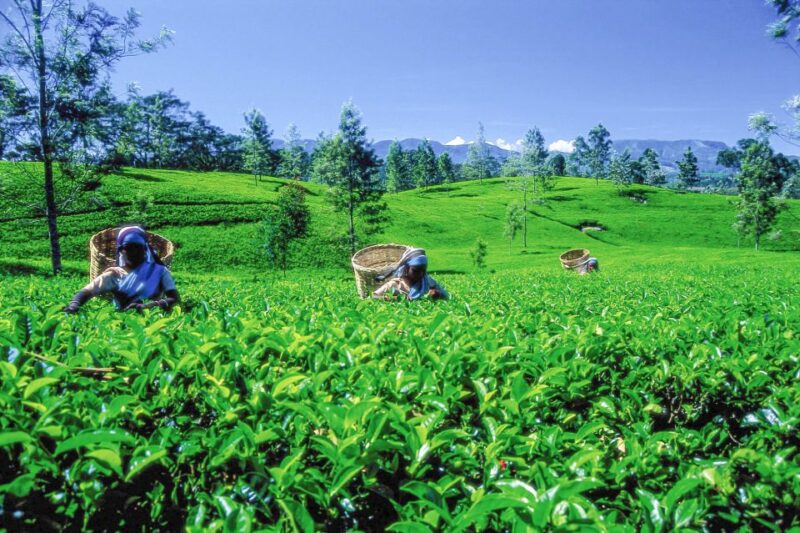 From Nuwara Eliya: Haputale Highlands Private Day Tour - Itinerary Highlights