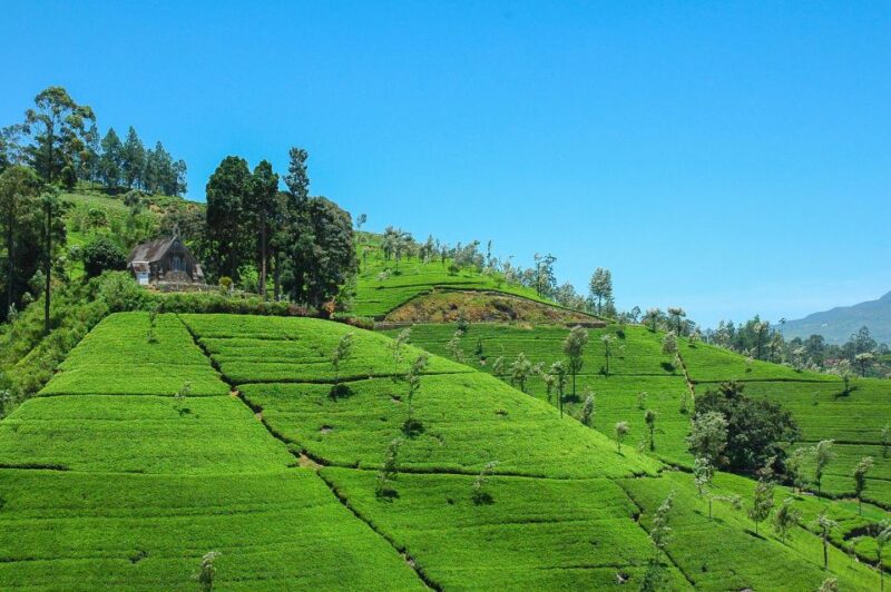 From Nuwara Eliya: Haputale Highlands Private Day Tour - Adisham Bungalow
