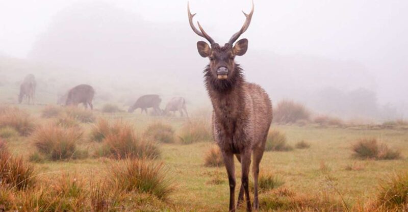 From Nuwara Eliya: Horton Plains Trekking & Tea Factory Tour - Itinerary Details