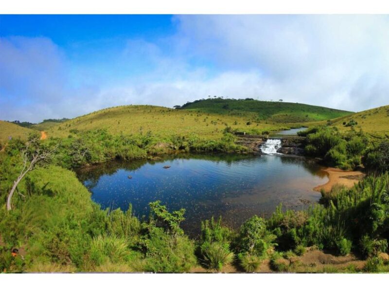 From Nuwara Eliya: Horton Plains Trekking & Tea Factory Tour - Tea Plantation Visit