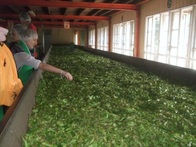From Nuwara Eliya: Horton Plains Trekking & Tea Factory Tour - Frequently Asked Questions