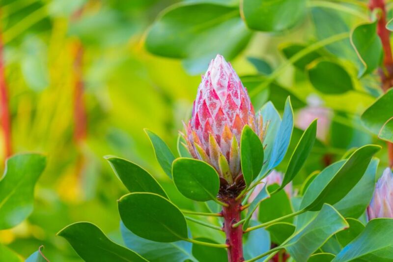 From Oahu: Maui Haleakala and Iao Valley Tour - Inclusions