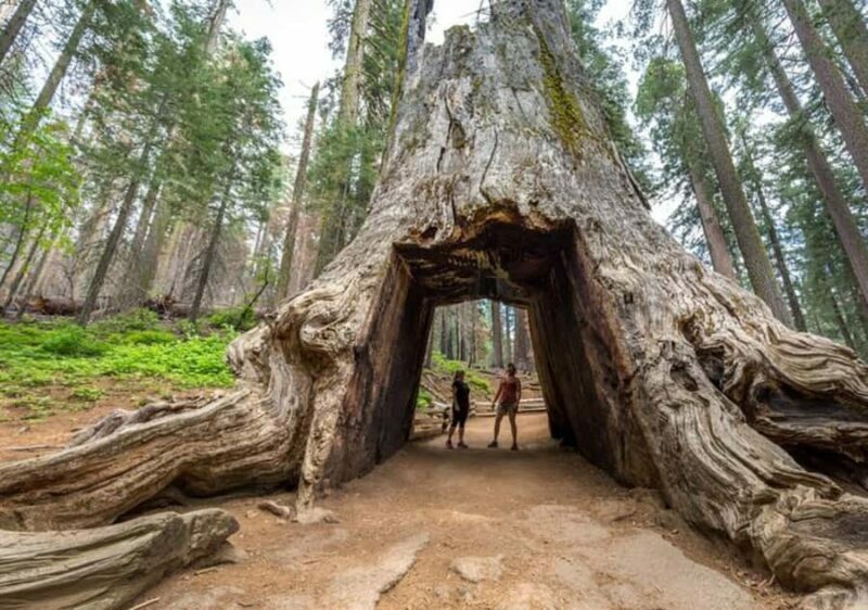 From Oakland: Full Day Yosemite National Park Tour - Key Points