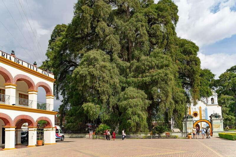 From Oaxaca: City, Mitla, and Mezcal Factory Tour - What We Like and What to Consider