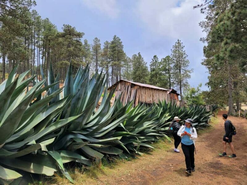 From Oaxaca: Sierra Norte Hike & Indigenous Village Full-Day - Practical Details and What to Expect