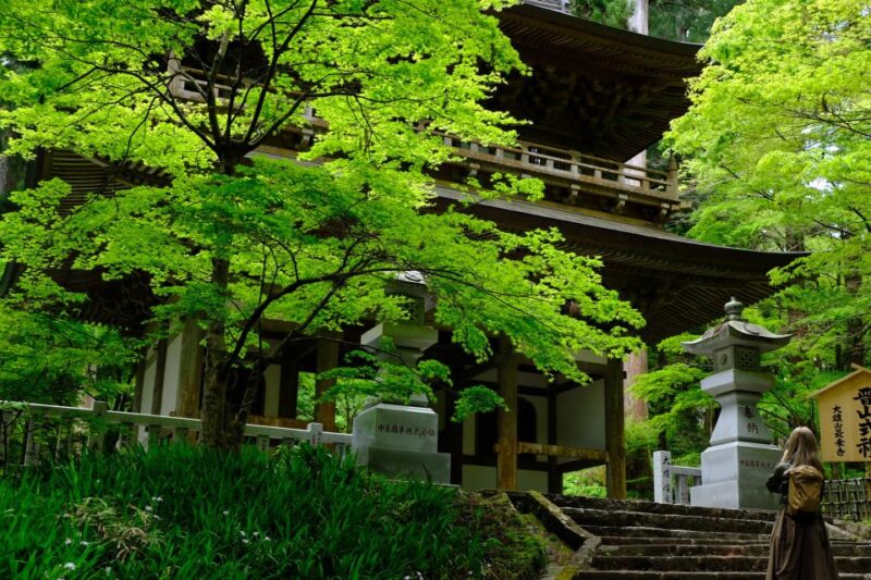 From Odawara: Forest Bathing and Hot Springs With Healing Power - Meeting and Ending Points