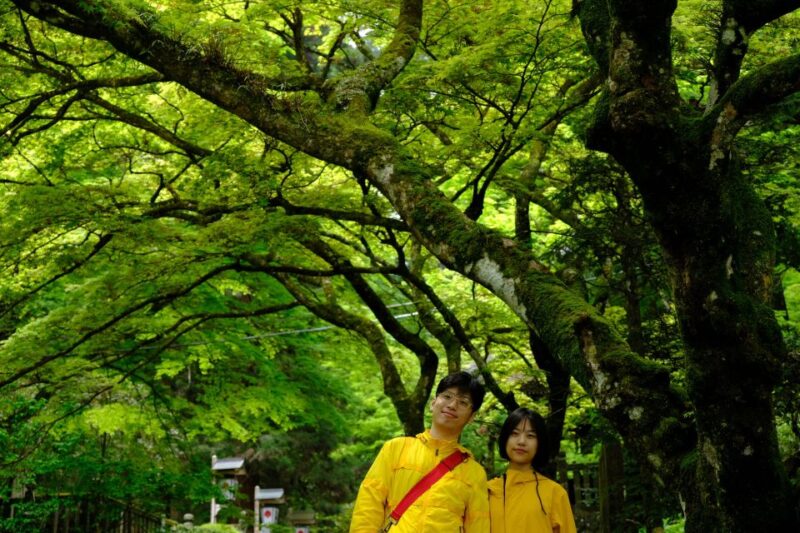 From Odawara: Forest Bathing and Hot Springs With Healing Power - Inclusions and Activities