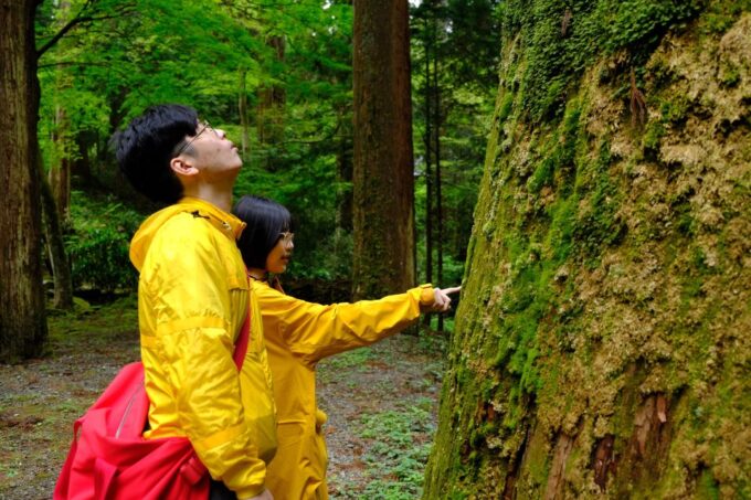 From Odawara: Forest Bathing and Hot Springs With Healing Power - Frequently Asked Questions